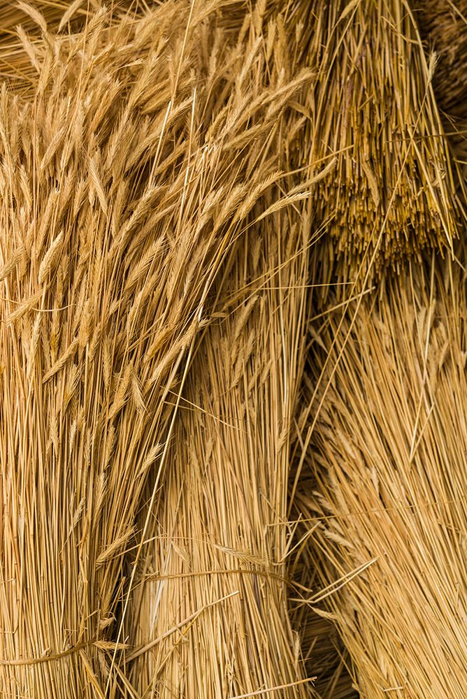 Sweden-Bohuslan-Tanumshede-cut wheat art print by Walter Bibikow for $57.95 CAD